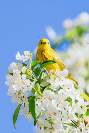 Обои 2450x3675 желтая птица, цветение