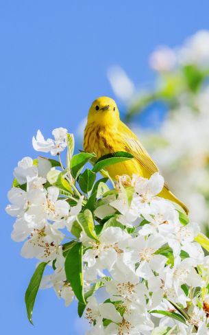 Обои 1600x2560 желтая птица, цветение