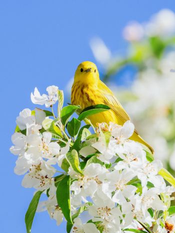 Обои 1668x2224 желтая птица, цветение
