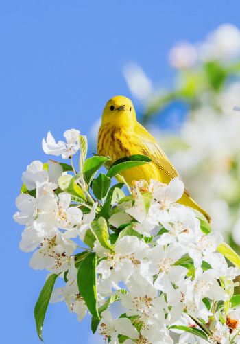 Обои 1668x2388 желтая птица, цветение