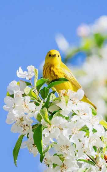 Обои 1200x1920 желтая птица, цветение