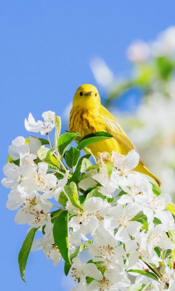 Обои 1200x2000 желтая птица, цветение