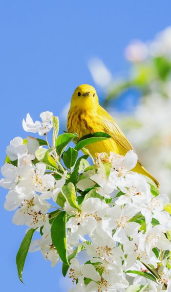 yellow bird, bloom Wallpaper 600x1024