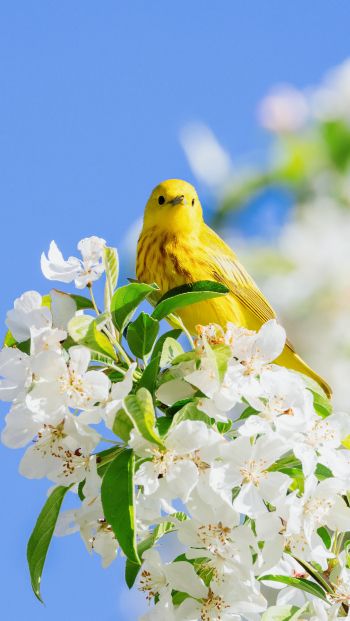 Обои 640x1136 желтая птица, цветение