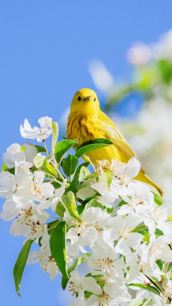 Обои 1080x1920 желтая птица, цветение