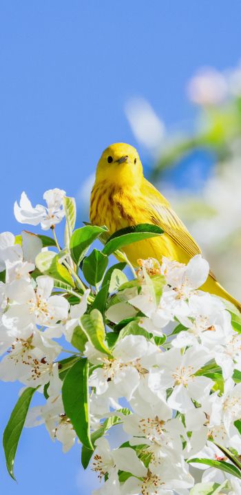 Обои 1440x2960 желтая птица, цветение