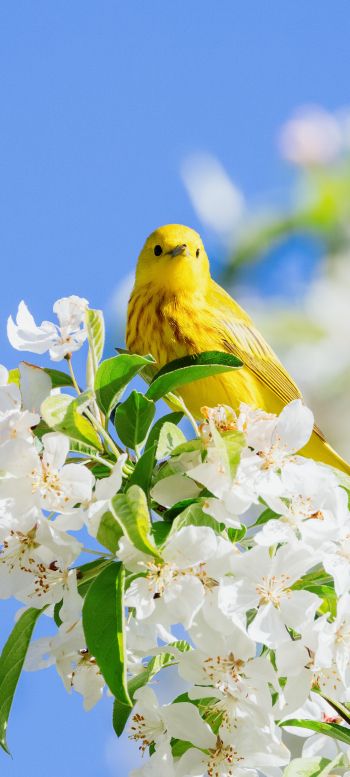 Обои 1080x2400 желтая птица, цветение
