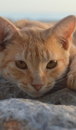 cat, red Wallpaper 600x1024