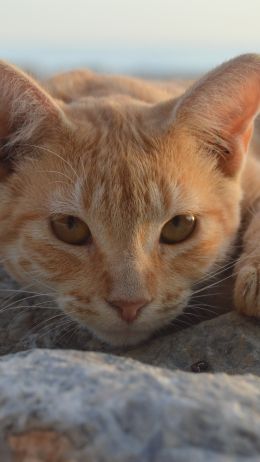 cat, red Wallpaper 750x1334