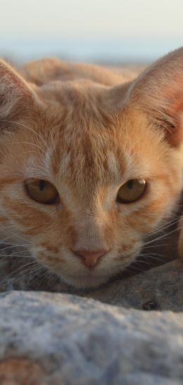 cat, red Wallpaper 1080x2280