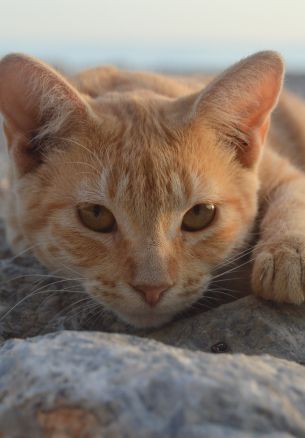 cat, red Wallpaper 1640x2360