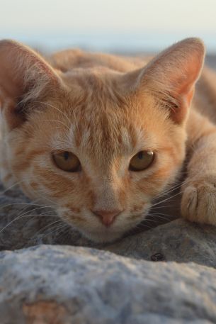 cat, red Wallpaper 640x960