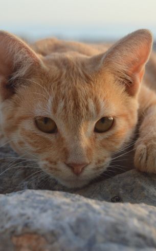 cat, red Wallpaper 1600x2560