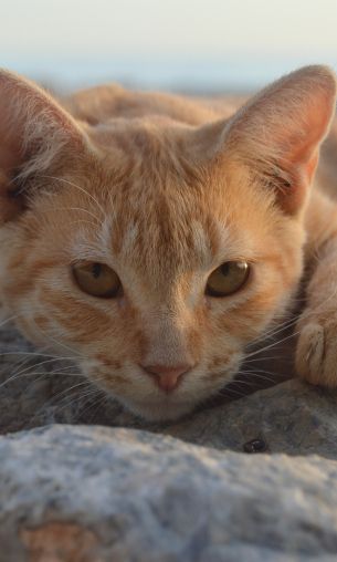 cat, red Wallpaper 1200x2000