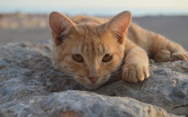 cat, red Wallpaper 2560x1600