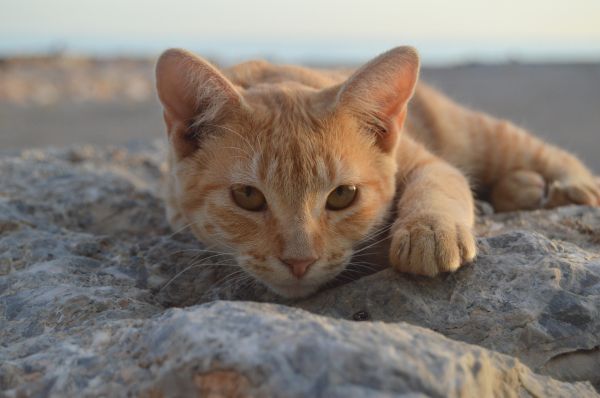 cat, red Wallpaper 6016x4000