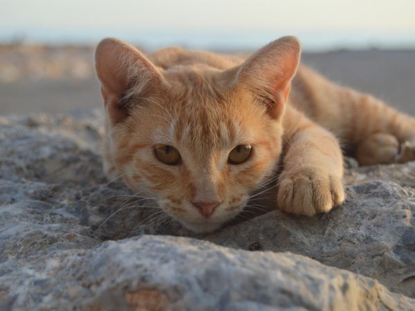 cat, red Wallpaper 1024x768