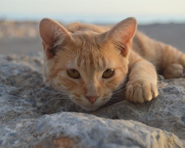 cat, red Wallpaper 1280x1024