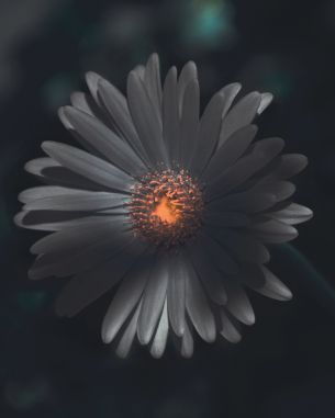 flower, petals Wallpaper 6064x7582