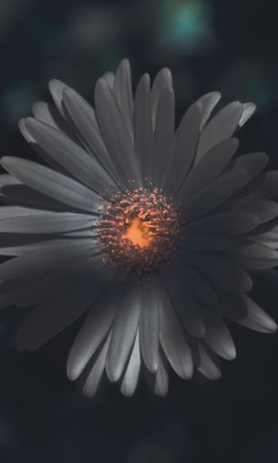 flower, petals Wallpaper 1200x2000