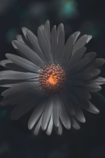 flower, petals Wallpaper 640x960
