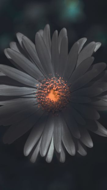 Обои 640x1136 цветок, лепестки