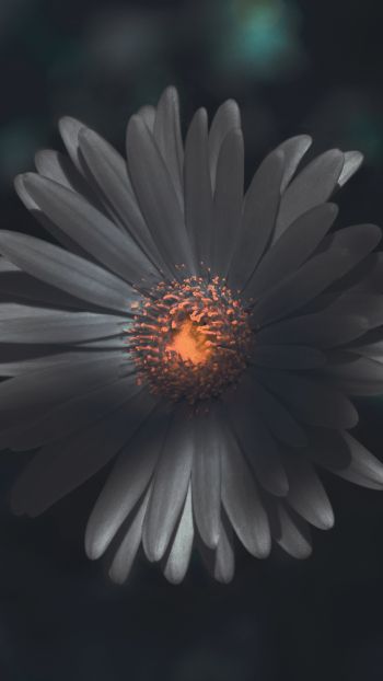 flower, petals Wallpaper 1080x1920