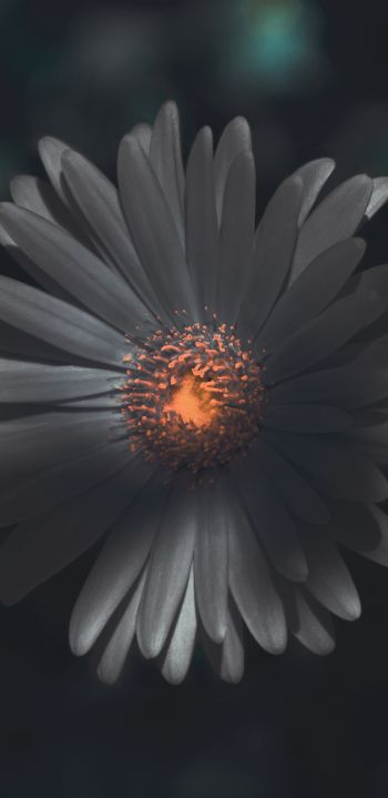 flower, petals Wallpaper 1080x2220