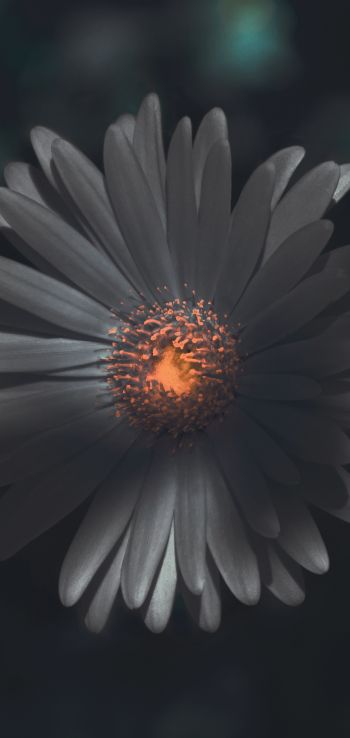 flower, petals Wallpaper 1080x2280