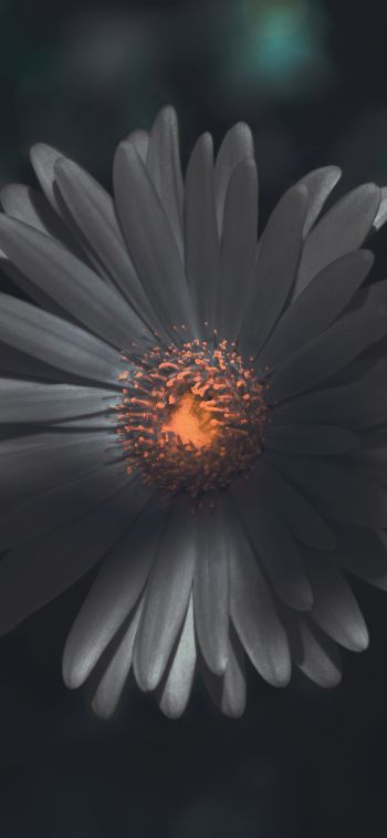 flower, petals Wallpaper 828x1792