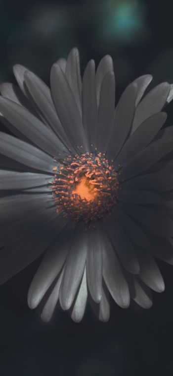 flower, petals Wallpaper 1080x2340