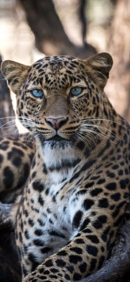 Обои 1080x2340 леопард, голубые глаза