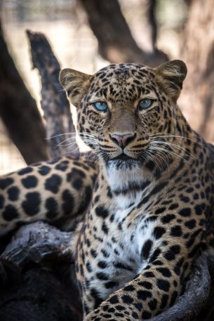 Обои 3712x5568 леопард, голубые глаза