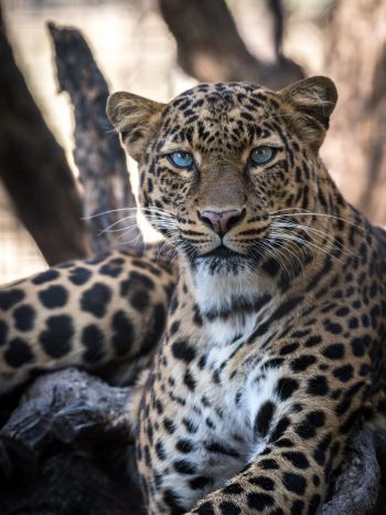 Обои 1668x2224 леопард, голубые глаза