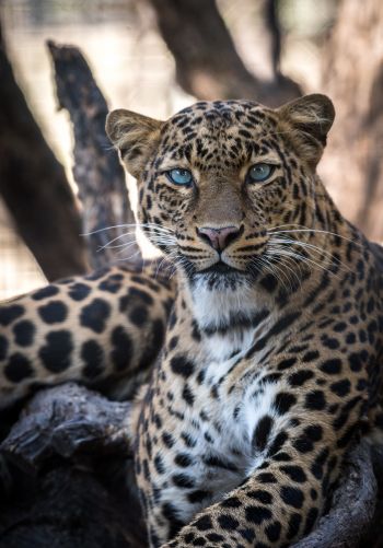 leopard, blue eyes Wallpaper 1668x2388
