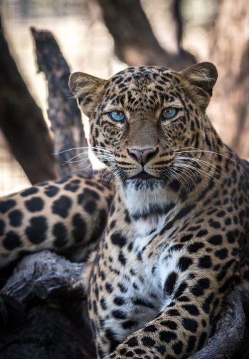 Обои 1640x2360 леопард, голубые глаза