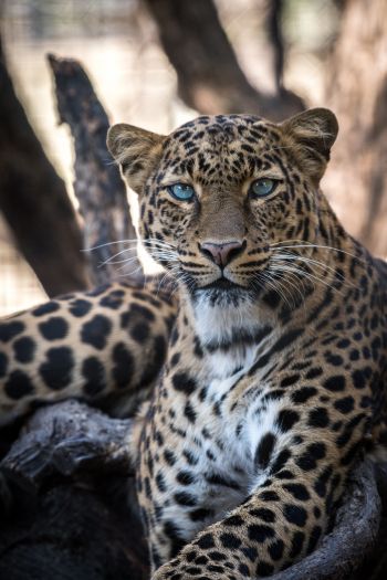 Обои 640x960 леопард, голубые глаза
