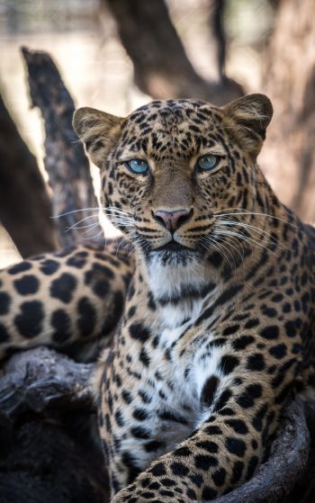 Обои 1752x2800 леопард, голубые глаза