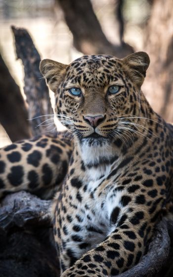 Обои 1600x2560 леопард, голубые глаза