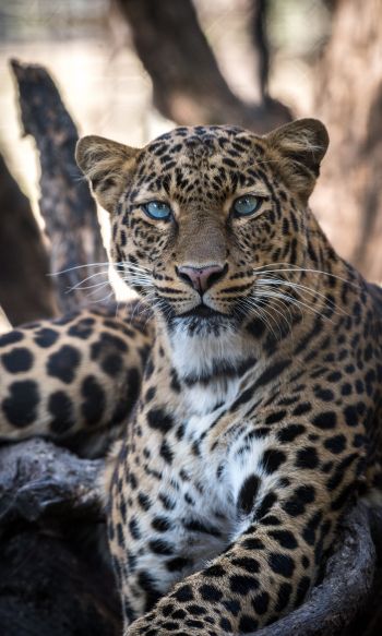 Обои 1200x2000 леопард, голубые глаза