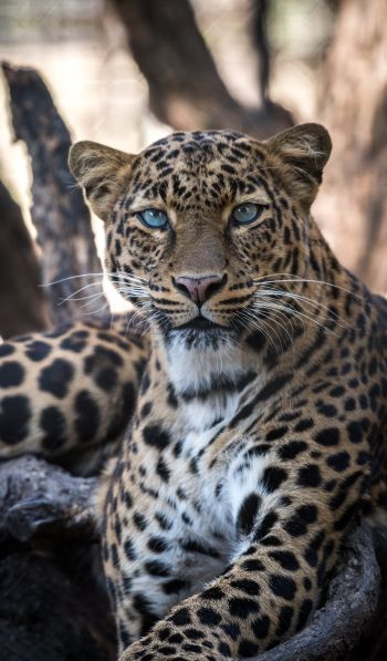 Обои 600x1024 леопард, голубые глаза