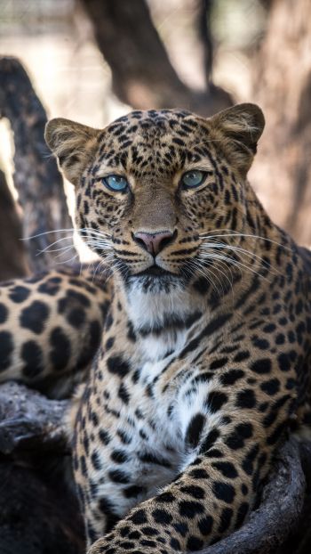 Обои 1080x1920 леопард, голубые глаза
