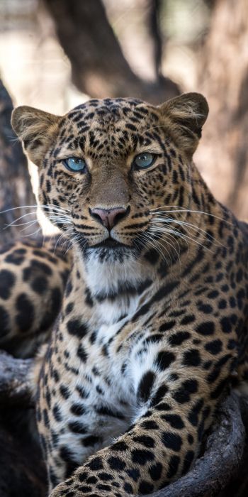 leopard, blue eyes Wallpaper 720x1440