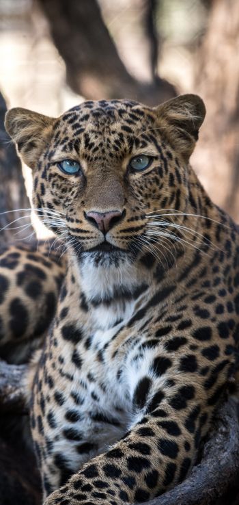 leopard, blue eyes Wallpaper 1440x3040