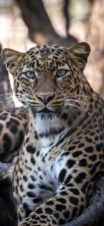 Обои 828x1792 леопард, голубые глаза