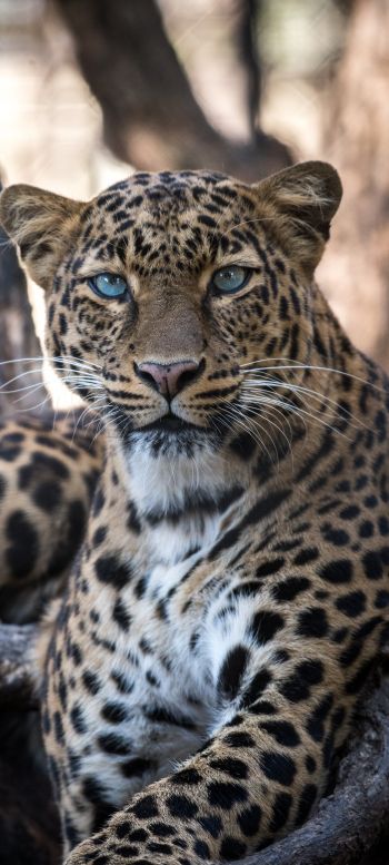 leopard, blue eyes Wallpaper 1440x3200