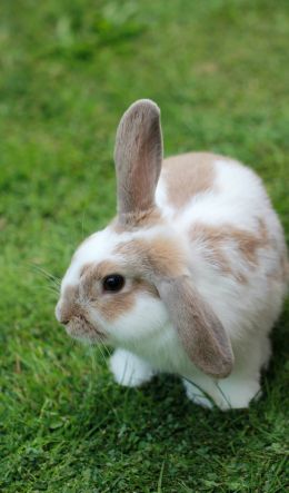 rabbit, pet Wallpaper 600x1024