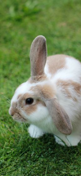 rabbit, pet Wallpaper 1080x2340