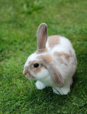 rabbit, pet Wallpaper 3336x4344