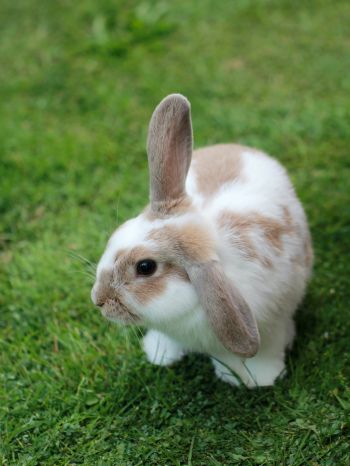 rabbit, pet Wallpaper 1668x2224